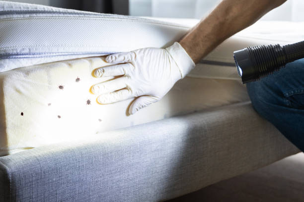 Best Mosquito Control Services  in Medina, NY