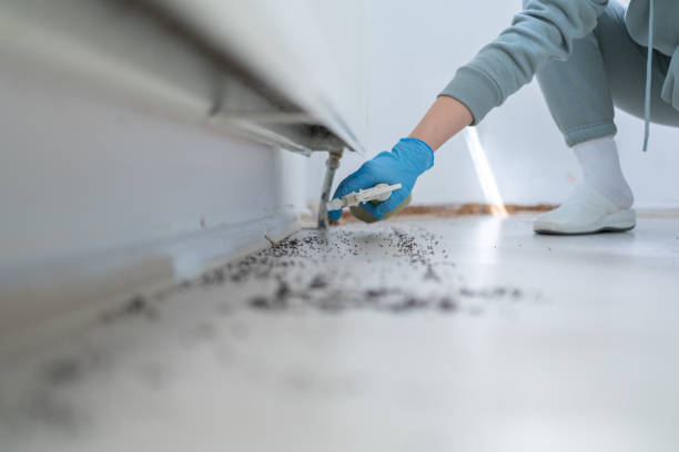 Trusted Medina, NY Pest Control Experts